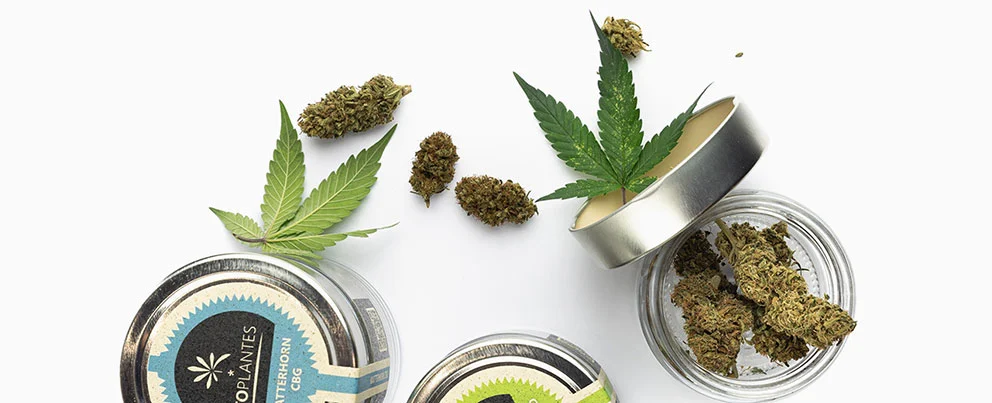 pots de fleurs de cannabis cbd utoplantes