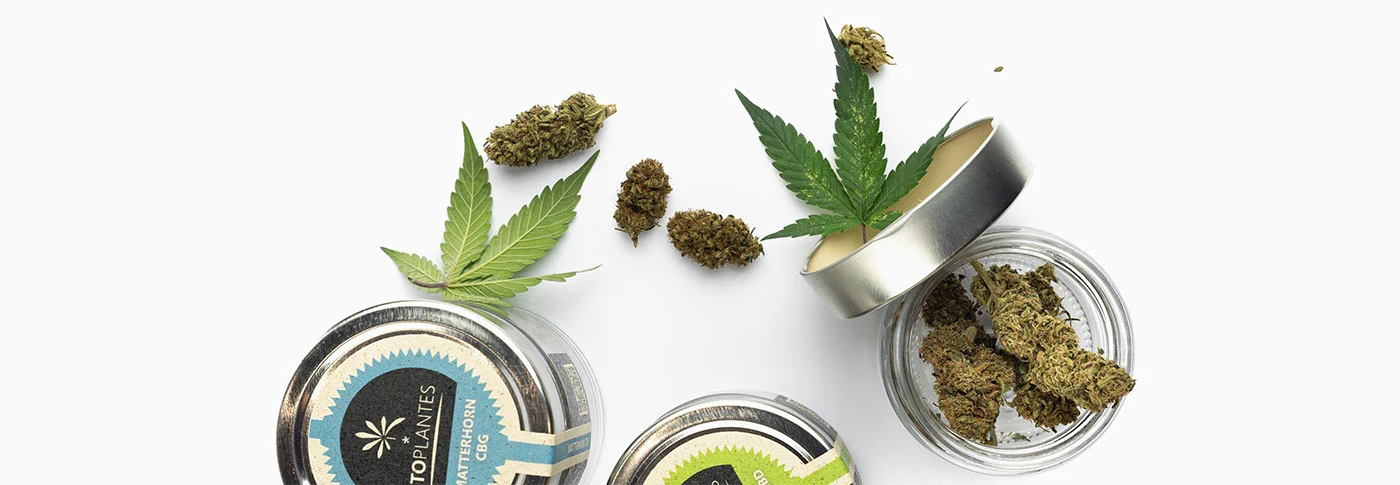 pots de fleurs de cannabis cbd utoplantes