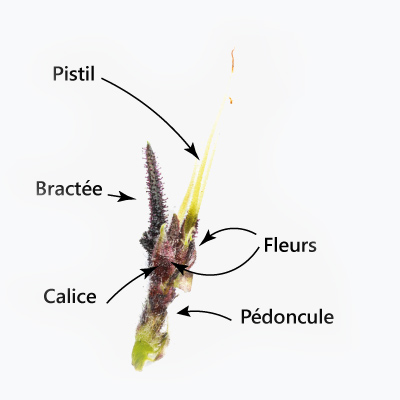 inflorescence de cannabis chanvre