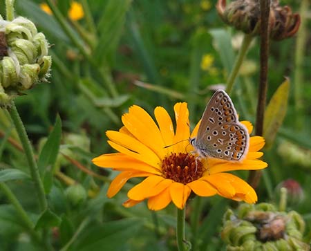 Fleur de Calendula
