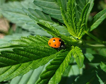 Coccinelle sur feuille de cannabis sativa