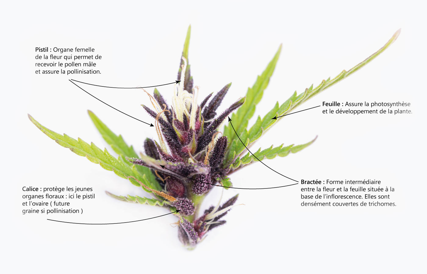 morphologie fleur cannabis macro trichome cbd chanvre utoplantes