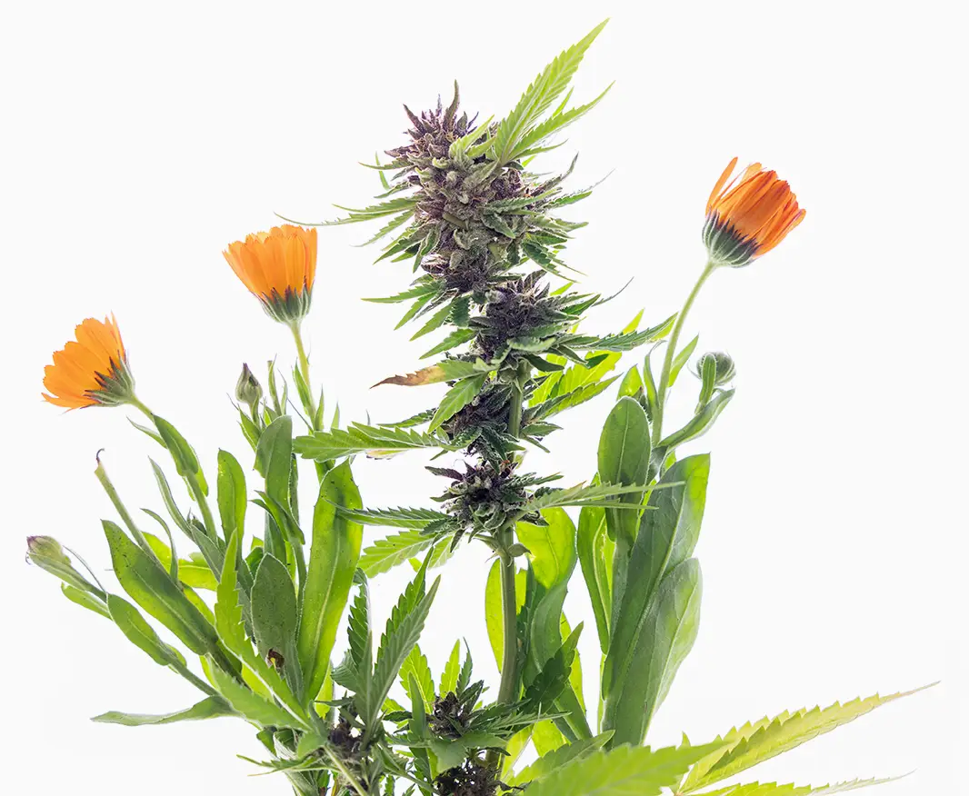 Calendula et Cannabis