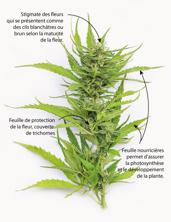 Description biologique et morphologique fleurs chanvre cbd